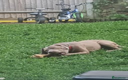 Presa Canario dogs for sale: 12 month old presa carnario - Image 2