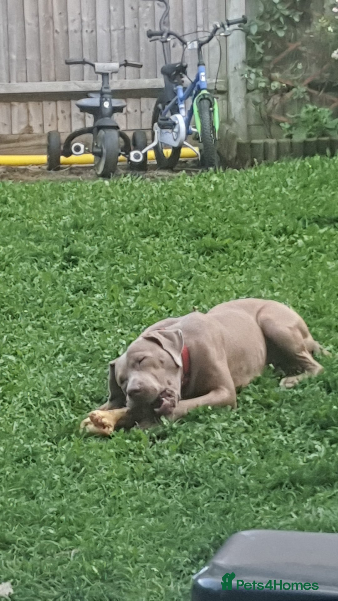 Presa Canario dogs for sale: 12 month old presa carnario - Image 2