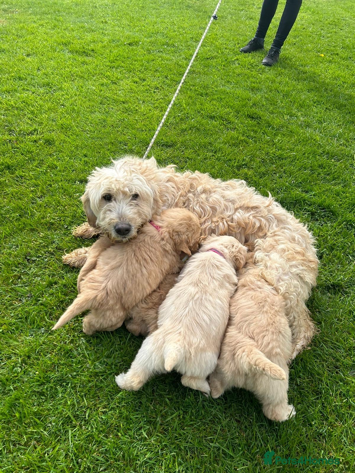 Goldendoodle dogs Gorgeous Goldendoodle Puppies - Advert 2