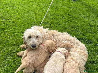 Goldendoodle dogs Gorgeous Goldendoodle Puppies - Advert 8