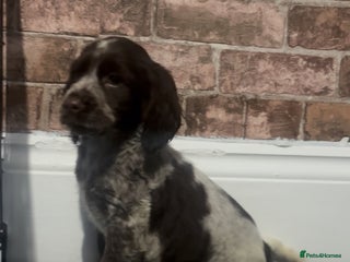 Cocker Spaniel dogs Adorable cocker spaniel puppies - Advert 8