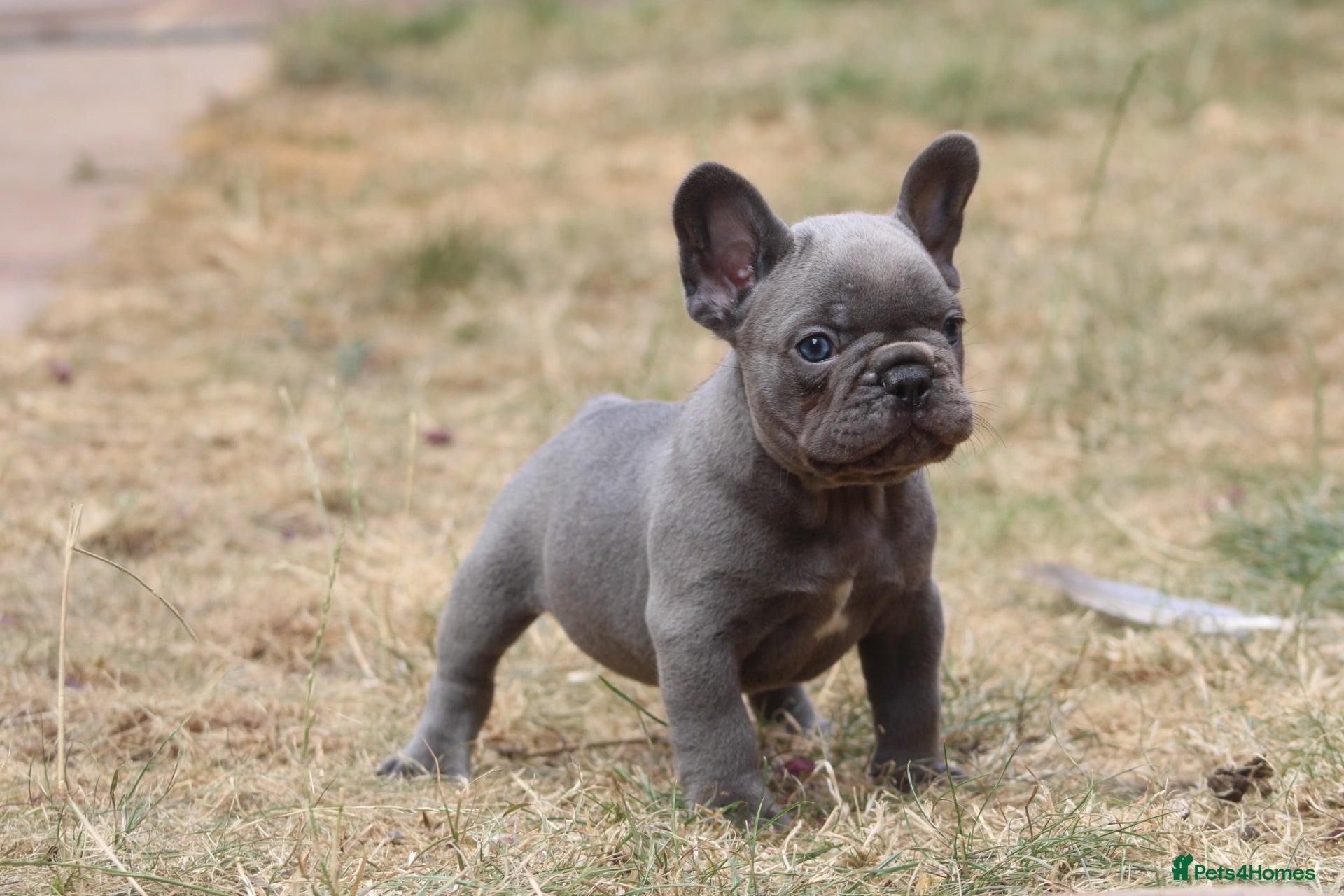French Bulldog dogs French bulldog frenchies pups - Advert 2