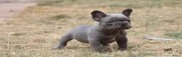 French Bulldog dogs for sale: French bulldog frenchies pups - Advert 12
