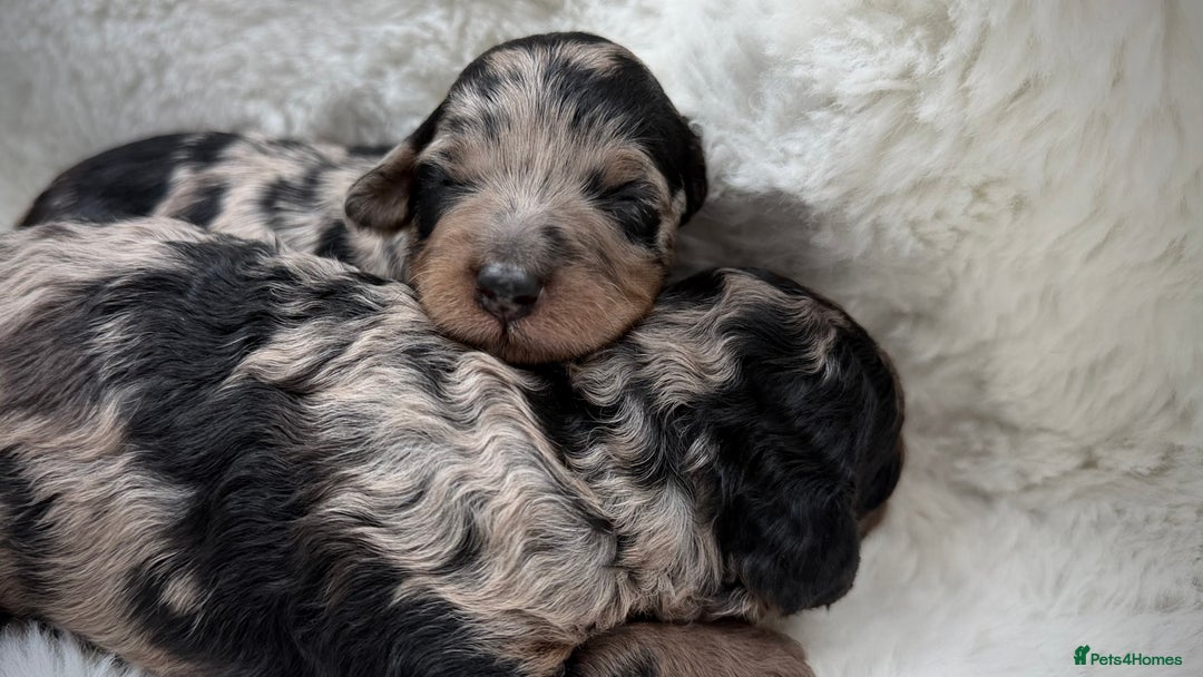 Cockapoo dogs for sale: Gorgeous F2 Cockapoo Puppies  - Advert 4