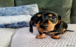 Dachshund dogs for sale: MINIATURE DACHSHUND!Only boy left. - Image 13