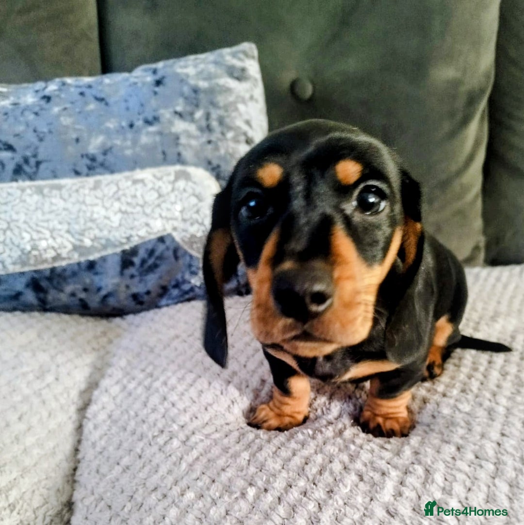 Dachshund dogs for sale: MINIATURE DACHSHUND!Only boy left. - Image 13