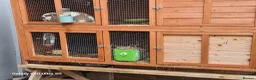 Mini Lop rabbits for sale: 3 Mini Lop Rabbits plus hutch - Advert 2