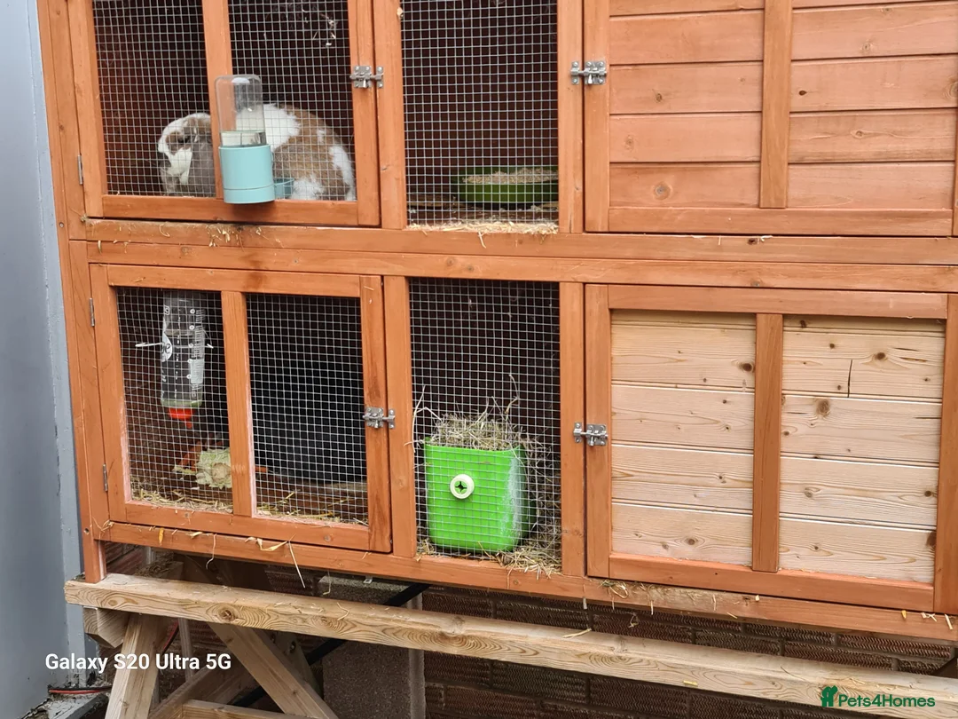 Mini Lop rabbits for sale: 3 Mini Lop Rabbits plus hutch - Advert 2