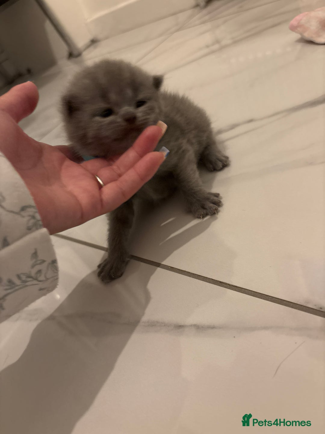 British Shorthair cats for sale: Short British hair kittens cross Scottish fold. - Image 4