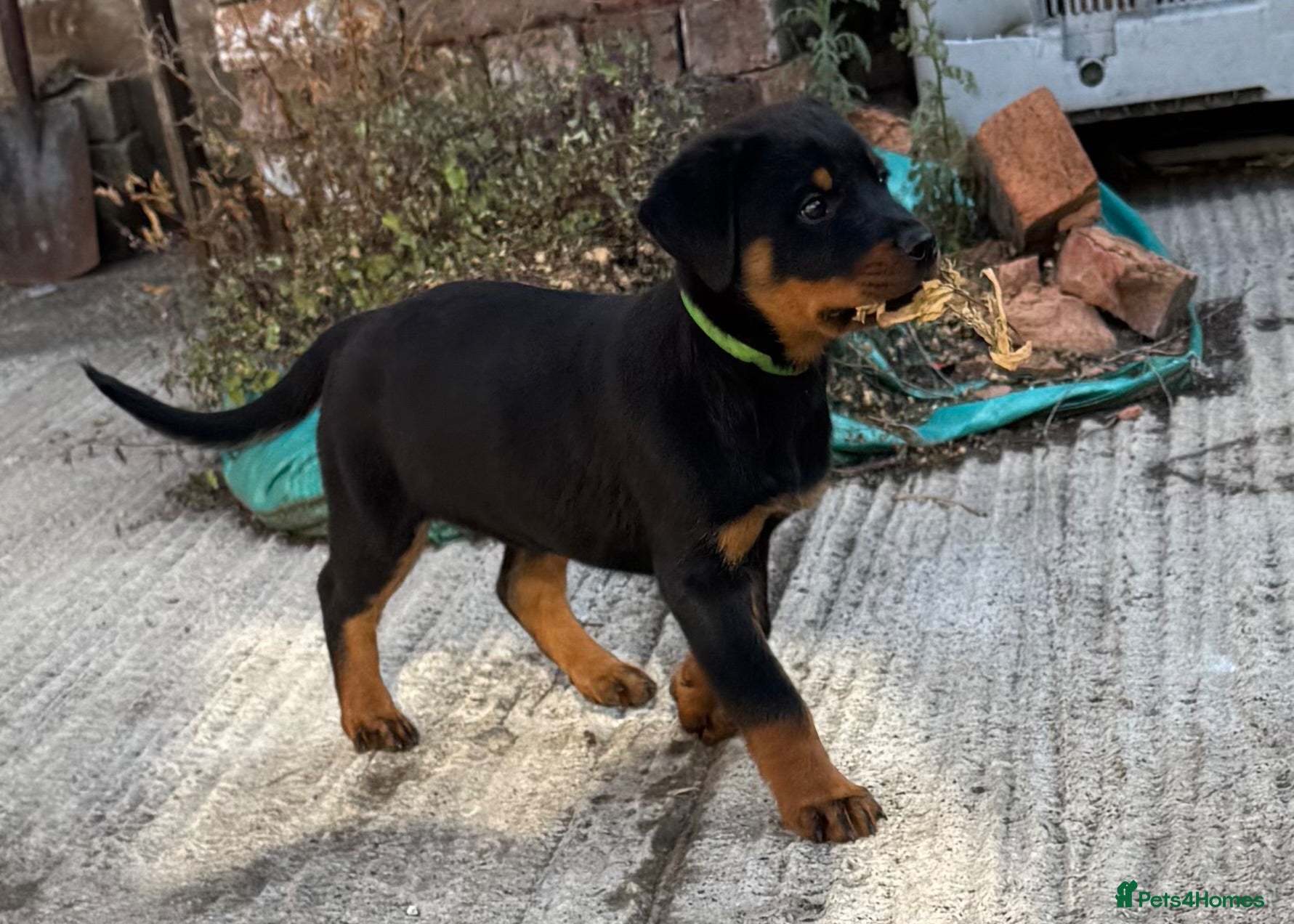 Rottweiler dogs Rottweiler Pups ready to leave  - Advert 1