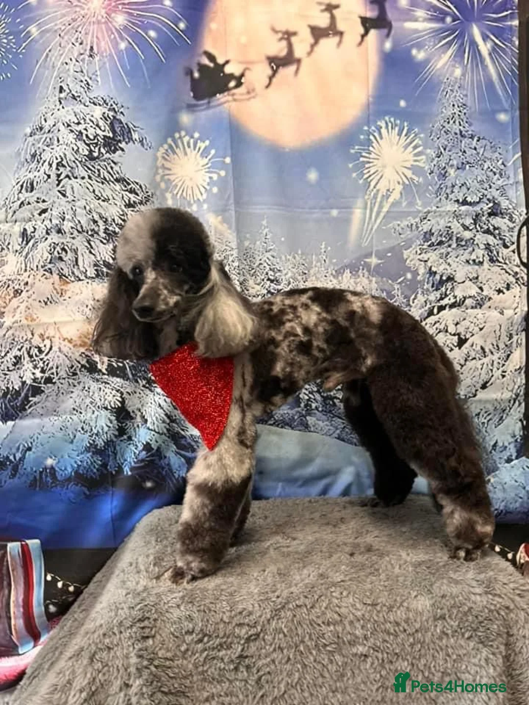 Miniature Poodle dogs for stud: Blue Merle Miniature Poodle (PROVEN) Health Tested in Sunderland - Advert 39