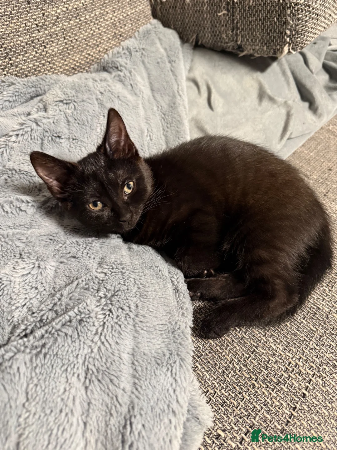Mixed Breed cats for sale: 3 Gorgeous Little Troublemakers Looking for Homes - Advert 5