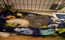 British Shorthair cats for sale: British shorthair cross Russian Blue - Image 2