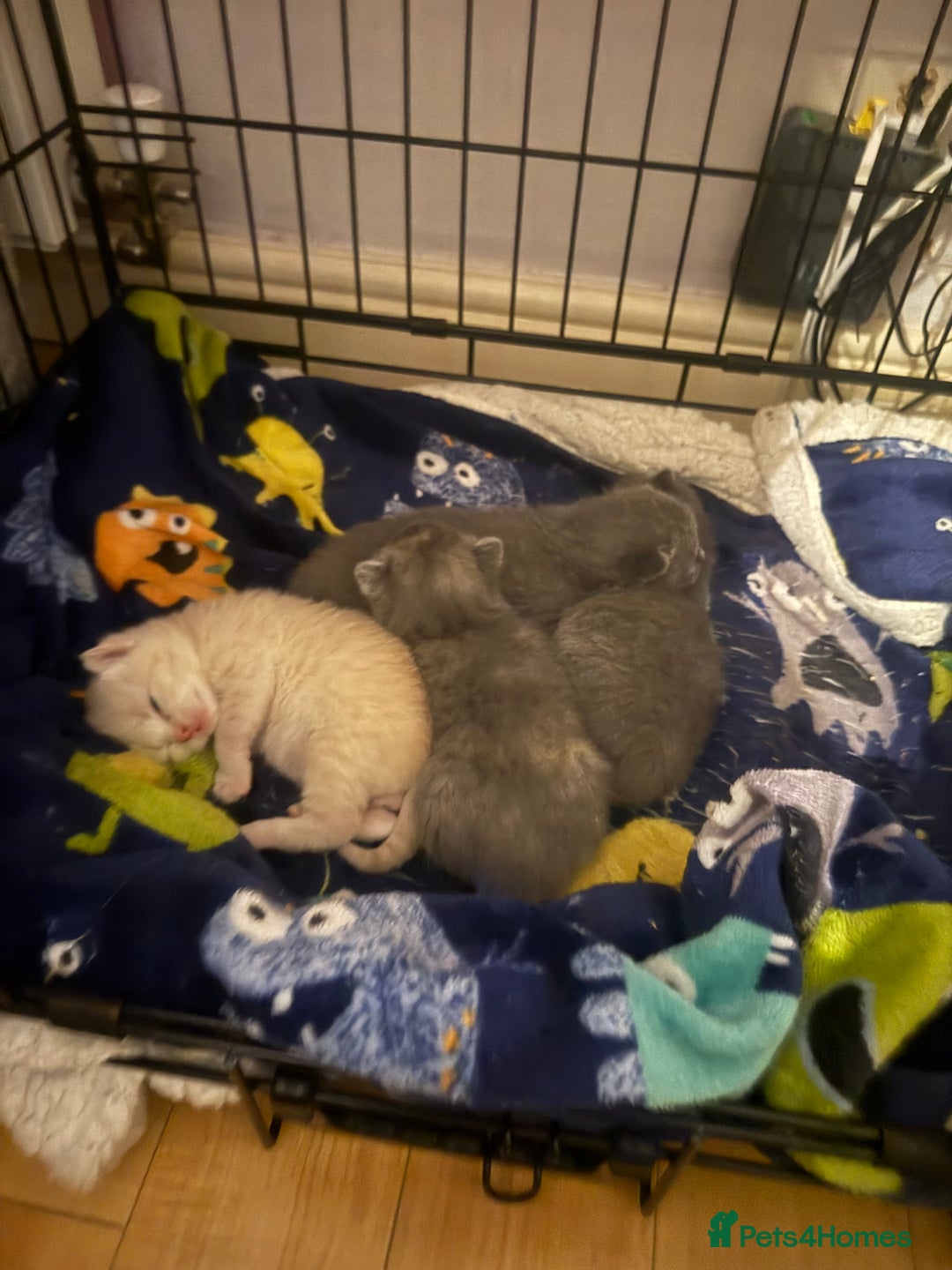British Shorthair cats for sale: British shorthair cross Russian Blue - Image 2