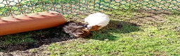 Guinea Pig rodents for sale: Beautiful baby girl piggies  - Advert 21