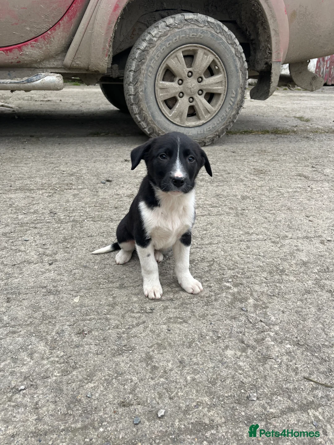 Mixed Breed dogs for sale: Border collie puppies - Advert 2