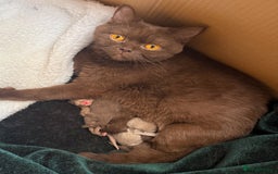 British Shorthair cats for sale: Chocolate/lilac - all cinnamon carriers  - Image 8
