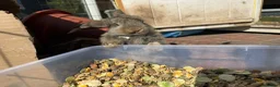 French Lop rabbits for sale: Male and female French lop babies forsale  - Advert 1