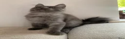 Maine Coon cats for sale: TICA Registered Maine Coon Kitten Female  - Advert 6
