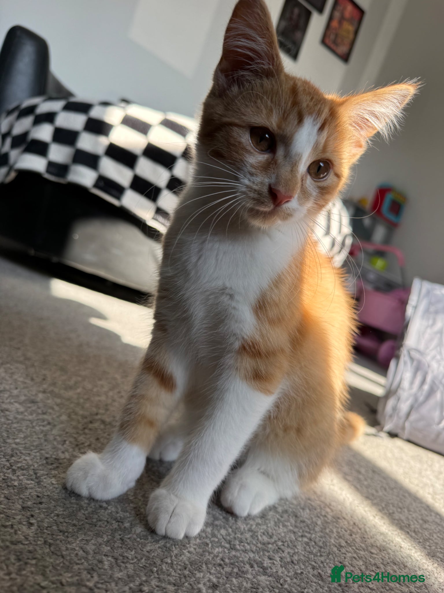 Mixed Breed cats male boy for rehoming  - Advert 3