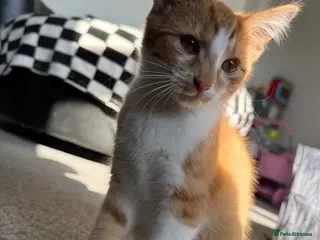 Mixed Breed cats male boy for rehoming - Advert 3