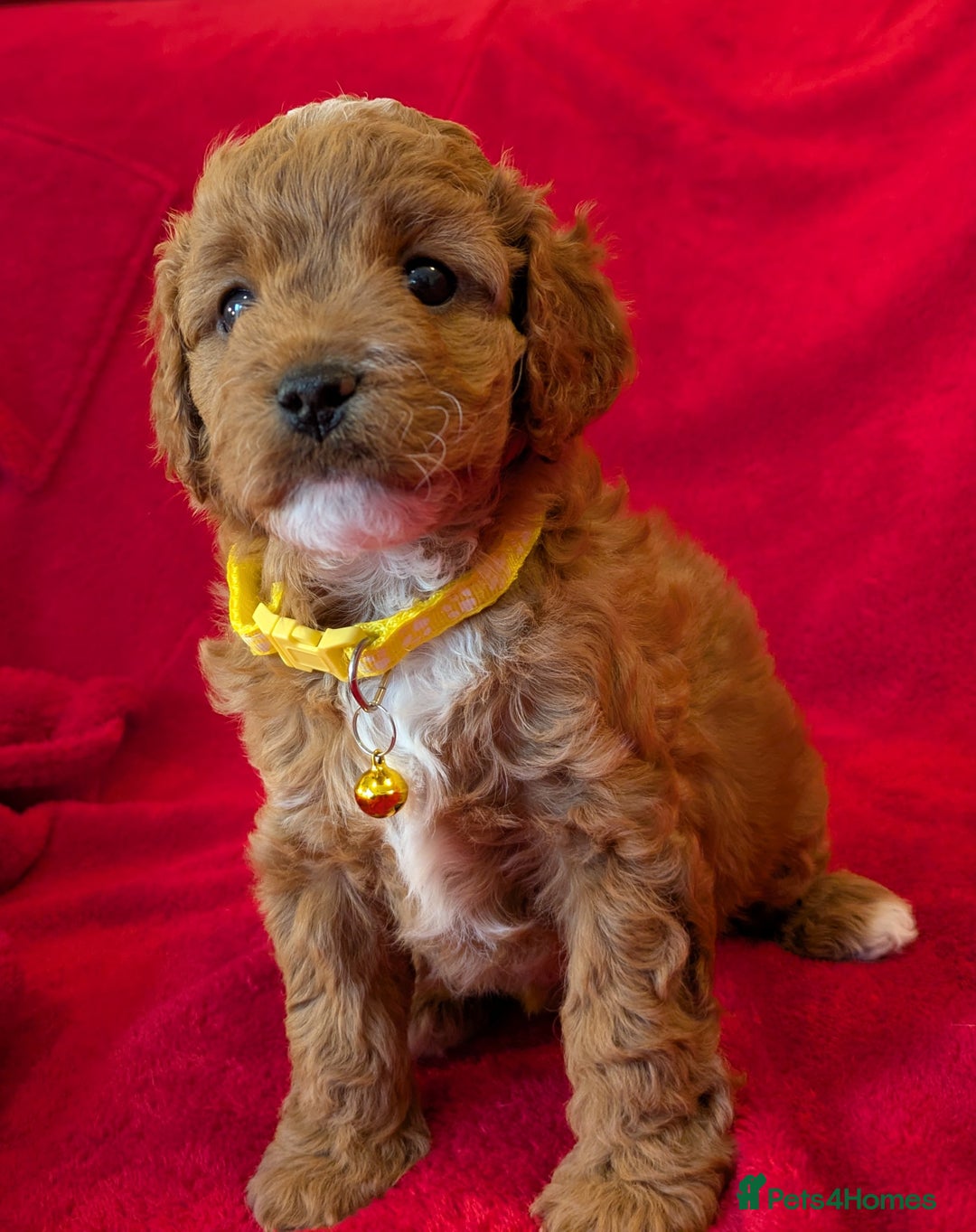 Cavapoo dogs for sale: F2 Cavapoo, Dog breeding license - Advert 38