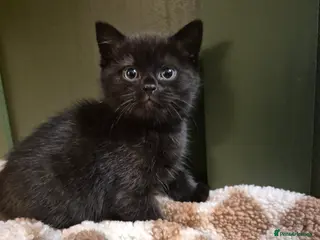 British Shorthair cats British shorthair - Advert 3