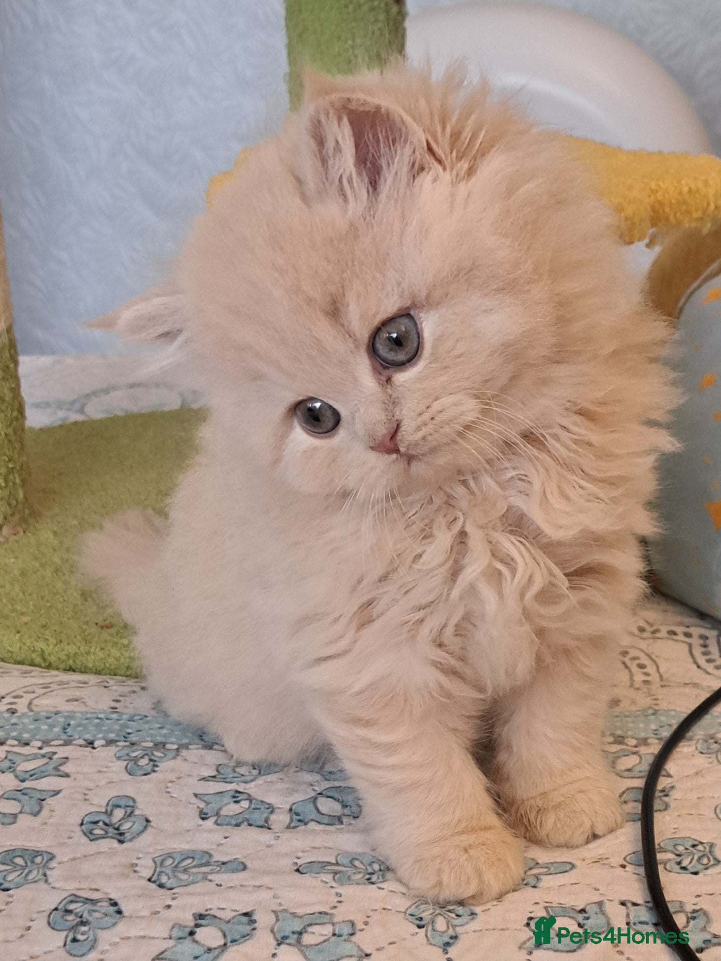 British Longhair cats for sale: Top Quality purebred BLH Kittend - Advert 12
