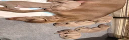 Weimaraner dogs for sale: Wonderful KC Reg Weimaraner Puppies x 6  - Advert 8