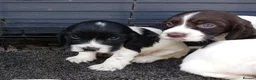 Cocker Spaniel dogs for sale: 9 beautiful Cocker spaniel puppies  - Advert 4