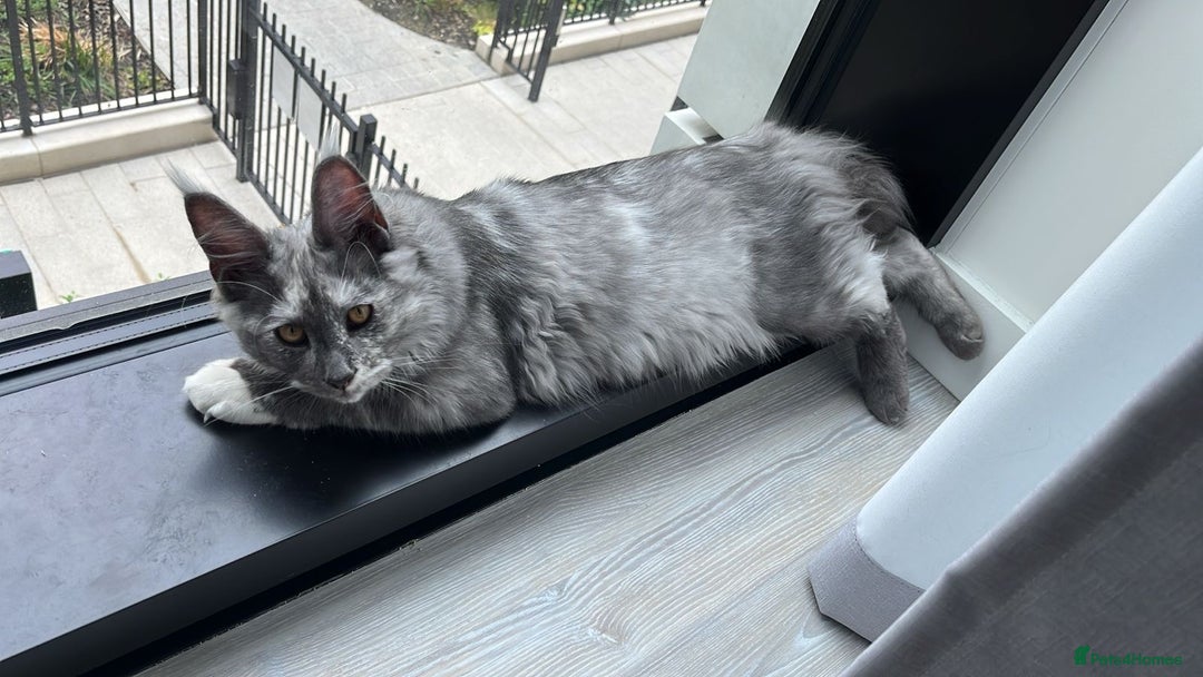 Maine Coon cats for sale: Exceptional Maine Coon Looking for Caring Family - Advert 4