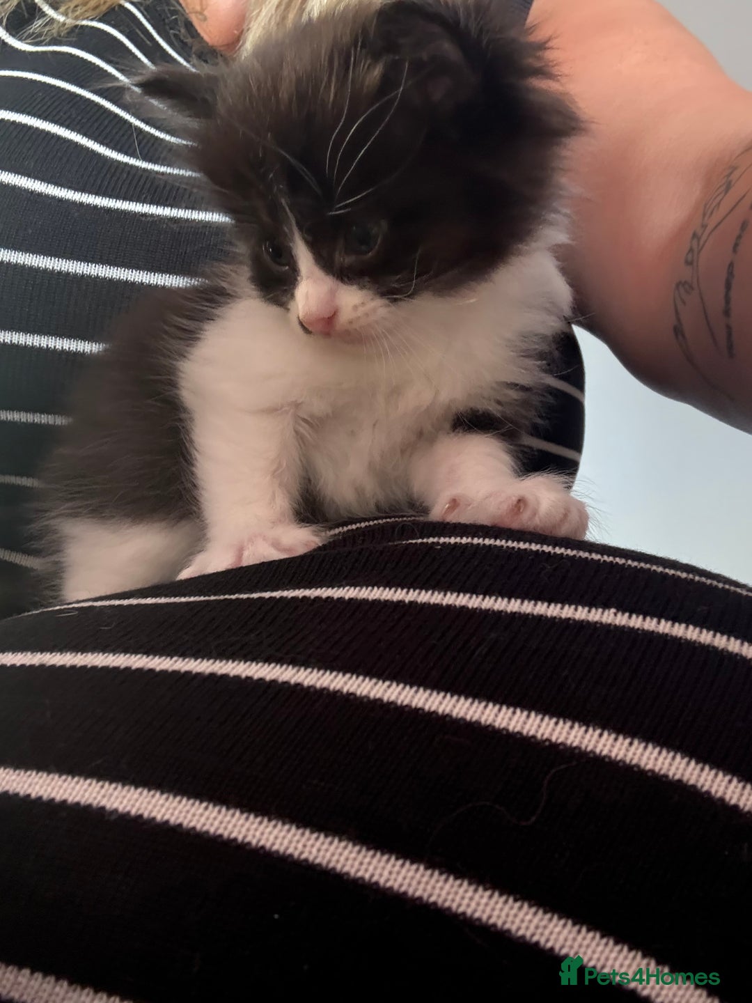 Domestic Shorthair cats for sale: Kittens looking for forever home - Image 6