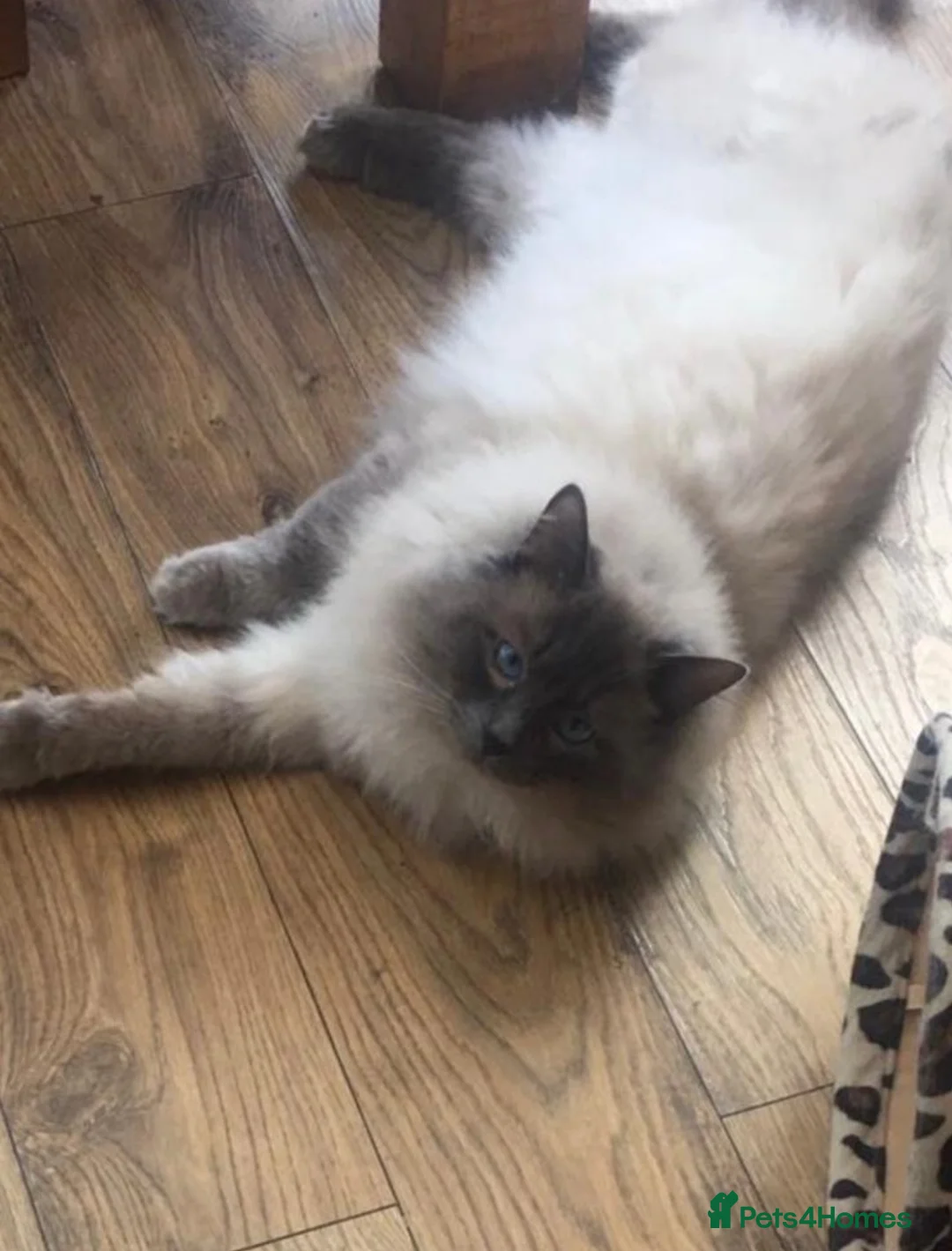 Ragdoll cats for stud: LARGE PROVEN STUD (Blue point) RAGDOLL in Brighouse - Advert 2