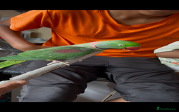 Parrots birds for sale: Alexandrine male - Image 8
