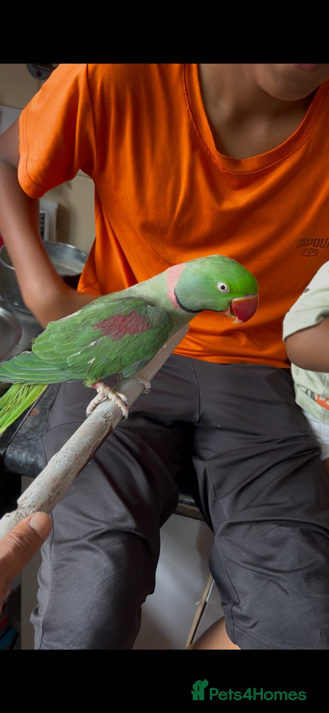 Parrots birds for sale: Alexandrine male - Image 8