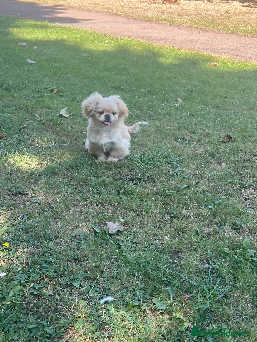 Pekingese dogs for sale: Lovely Pekingese Puppies  in Northampton - Image 18