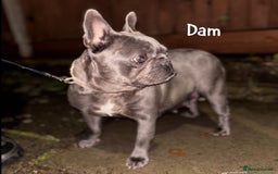 French Bulldog dogs for sale: 4 Beautiful Girl Frenchie's  - Image 2