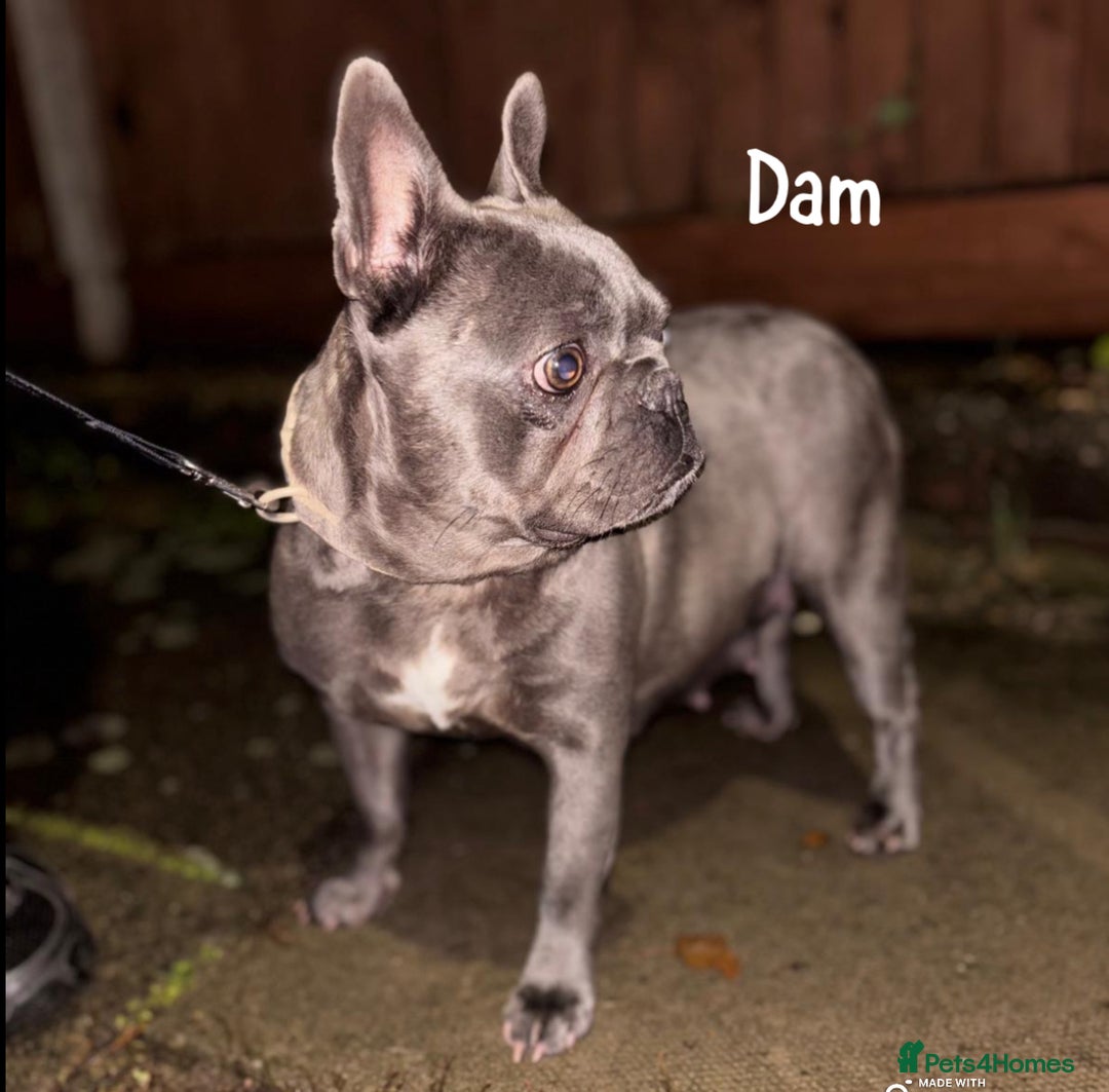 French Bulldog dogs for sale: 4 Beautiful Girl Frenchie's  - Image 2