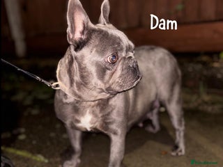 French Bulldog dogs - Advert 1