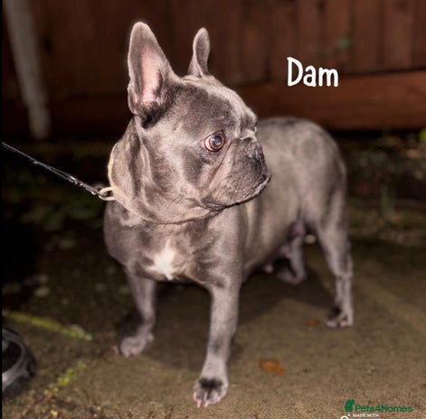 French Bulldog dogs - Advert 6