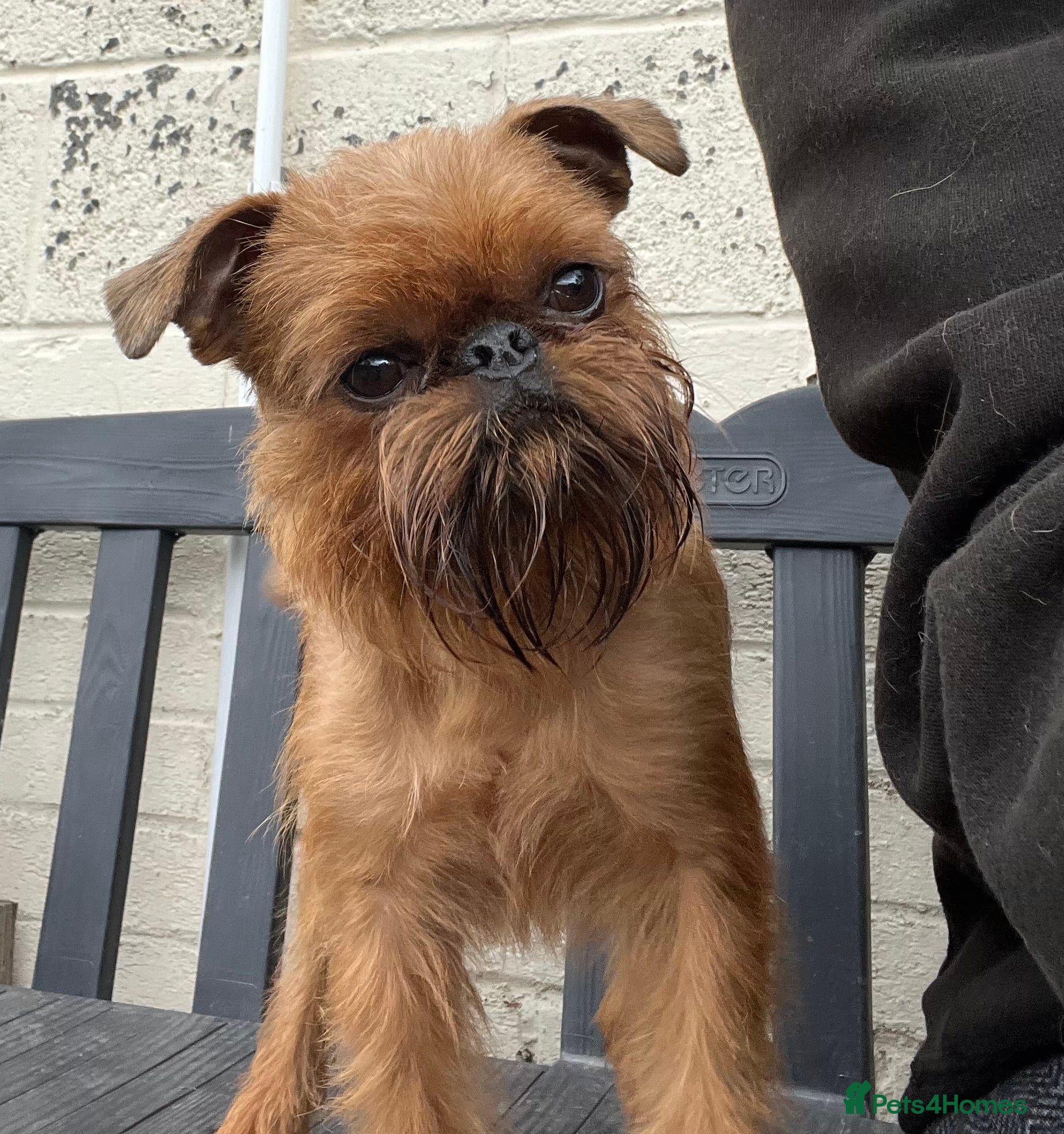 Griffon Bruxellois dogs Griffon male available for stud, KC proven - Advert 3