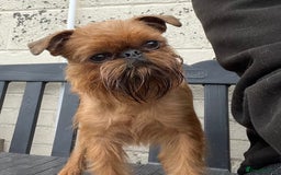 Griffon Bruxellois dogs for stud: Griffon male available for stud, KC proven - Image 2