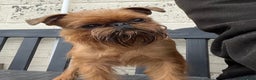 Griffon Bruxellois dogs for stud: Griffon male available for stud, KC proven - Advert 5