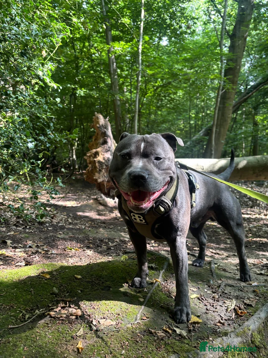 Staffordshire Bull Terrier dogs for stud: BLUE Staffy boy is ready for stud  - Advert 11