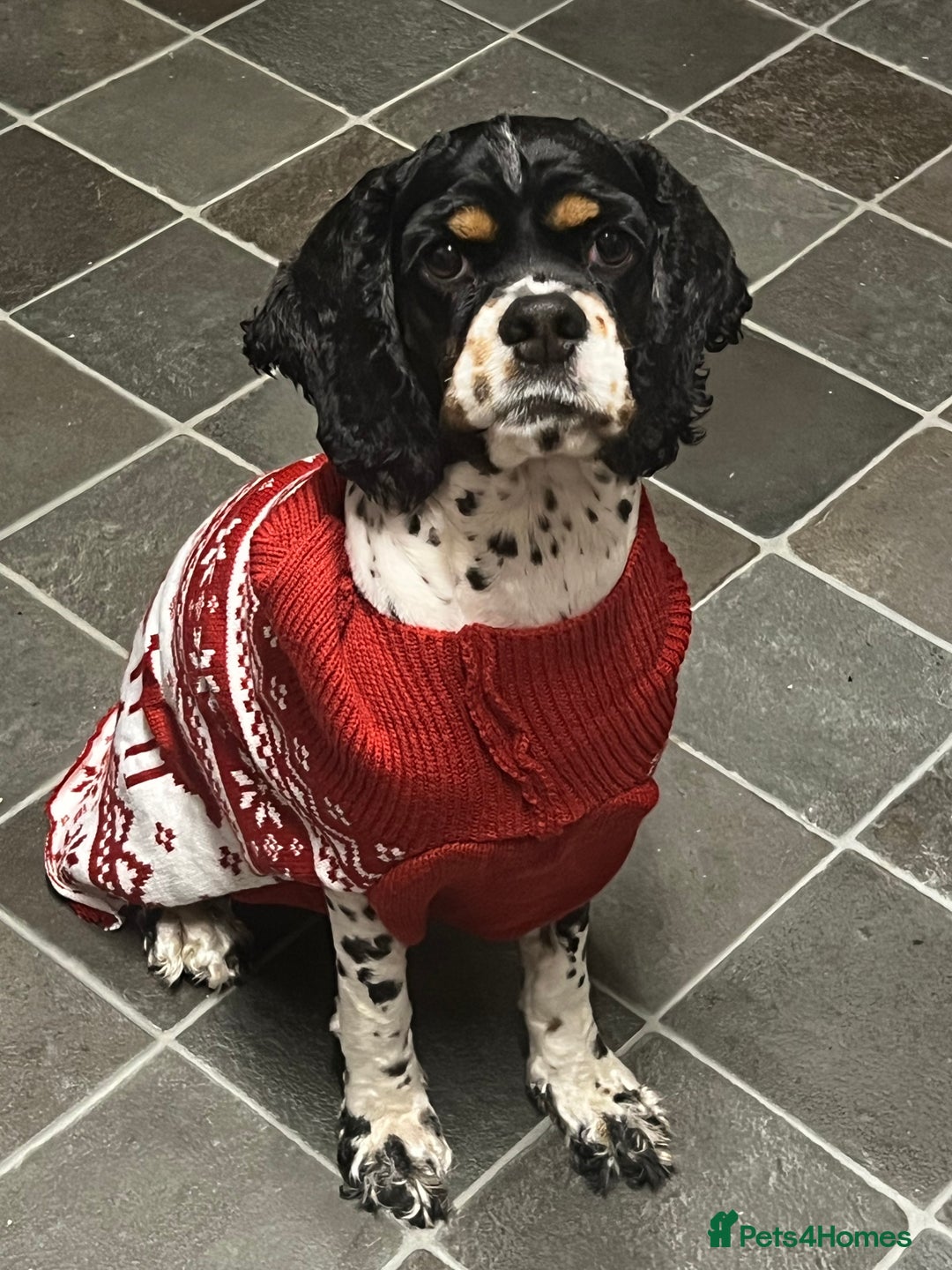 American Cocker Spaniel dogs for sale: American cocker spaniel  - Image 3