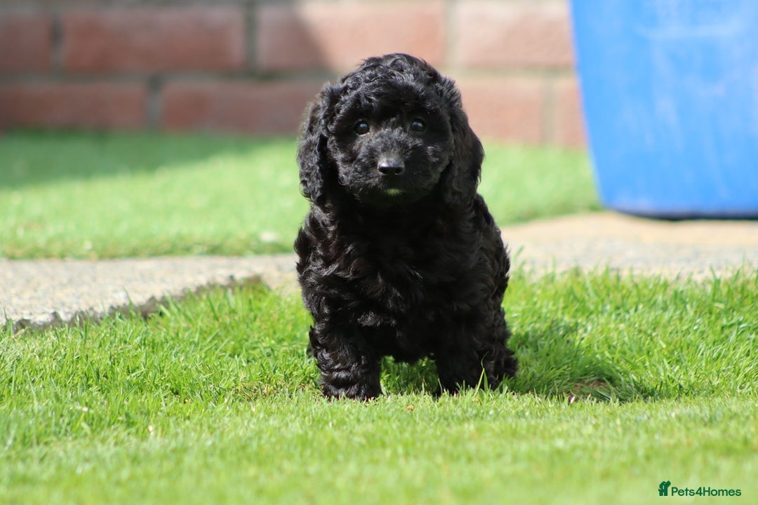 Cavapoochon dogs for sale: Beautiful Cavapoochon puppies for sale - Image 13