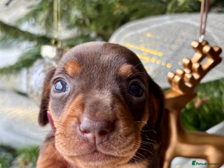Miniature Dachshund dogs BEAUTIFUL PRA CLEAR & KC REG MINIS - Advert 4