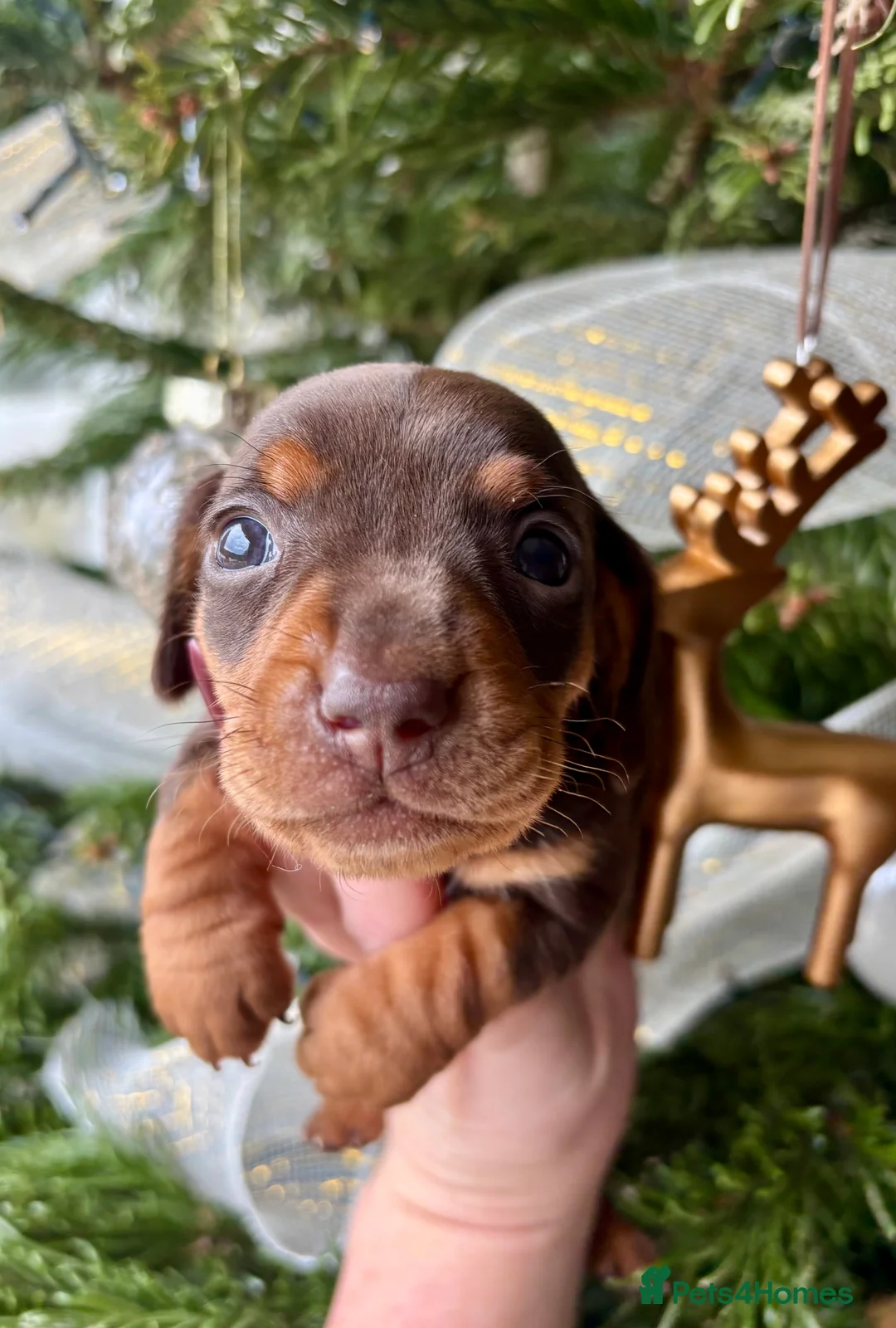 Miniature Dachshund dogs for sale: BEAUTIFUL PRA CLEAR & KC REG MINIS - Advert 7