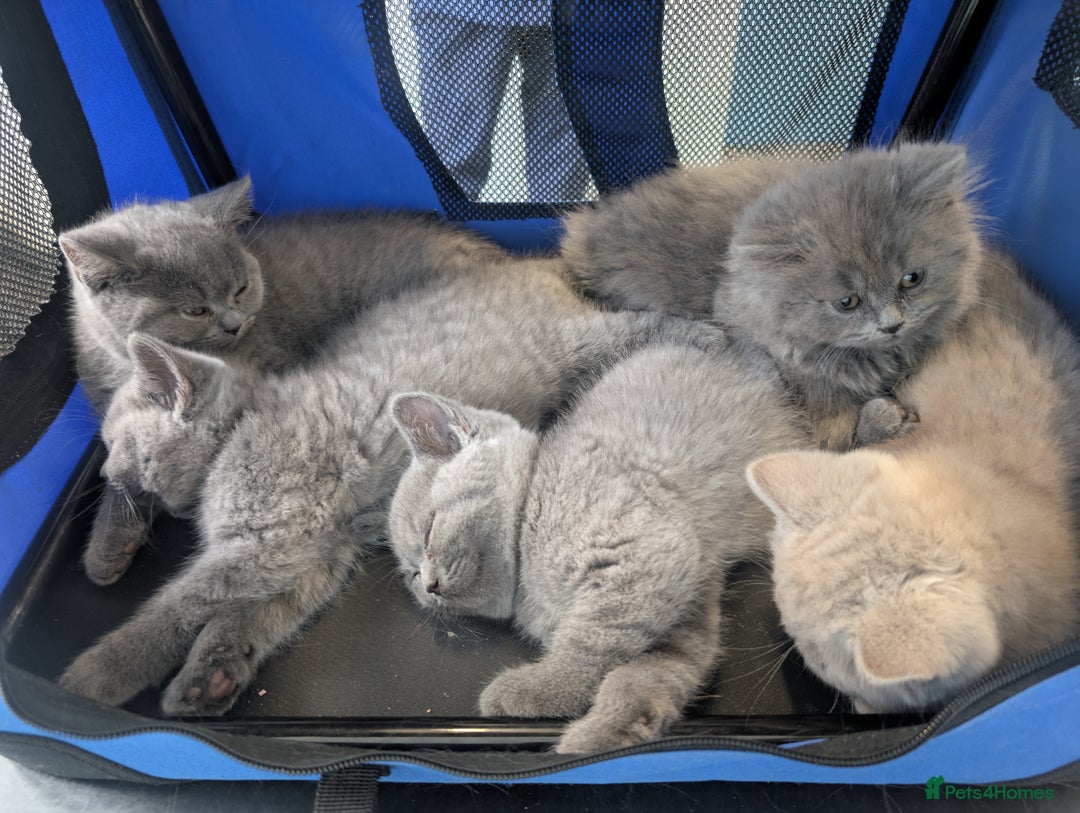 British Shorthair cats for sale: GCCF British Shorthair & longhair kittens - Image 4