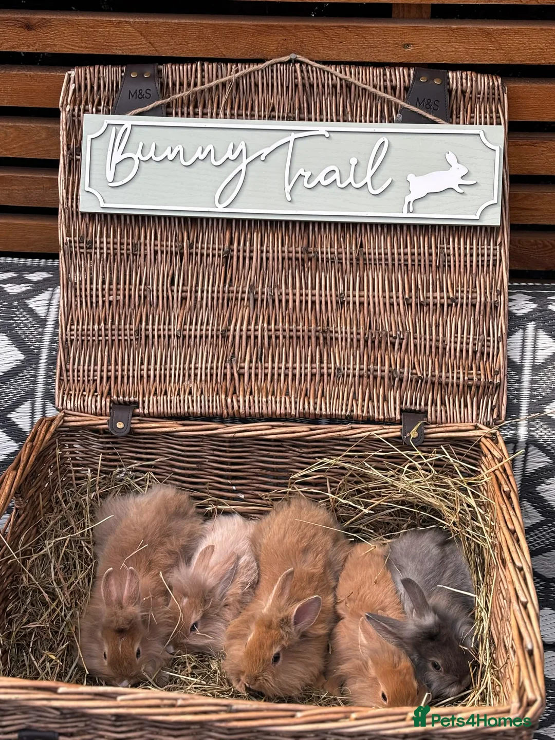 Lionhead rabbits for sale: Lionhead babies ready now 8 weeks old - Advert 1